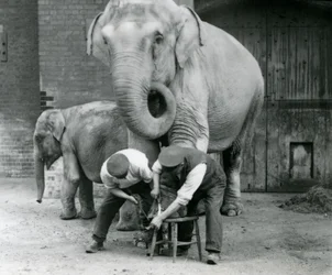 Erwachsene weibliche Indische Elefantin Assam Lukhi, die mit dem Wärter Charles Eyles ihre Füße im London Zoo, September 1923, getrimmt bekommt